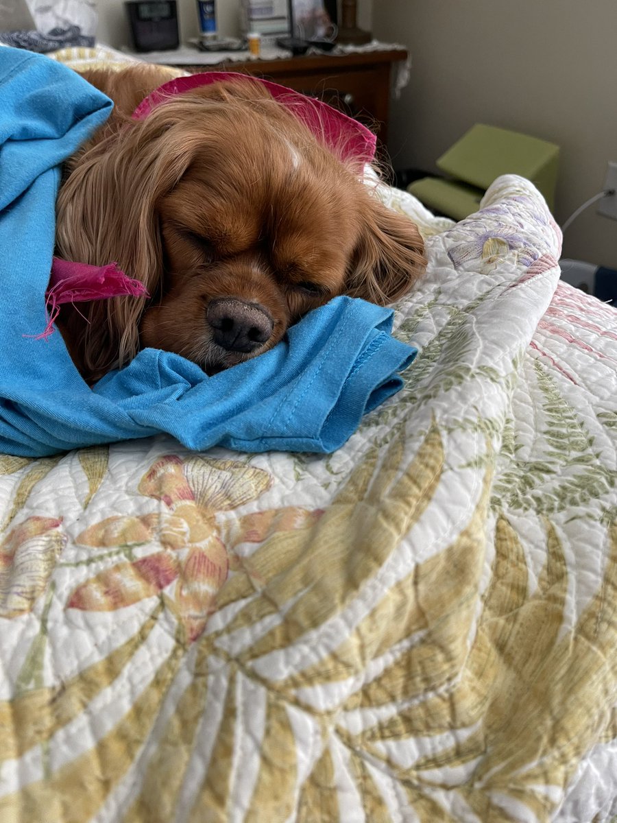 Allison B tweet media