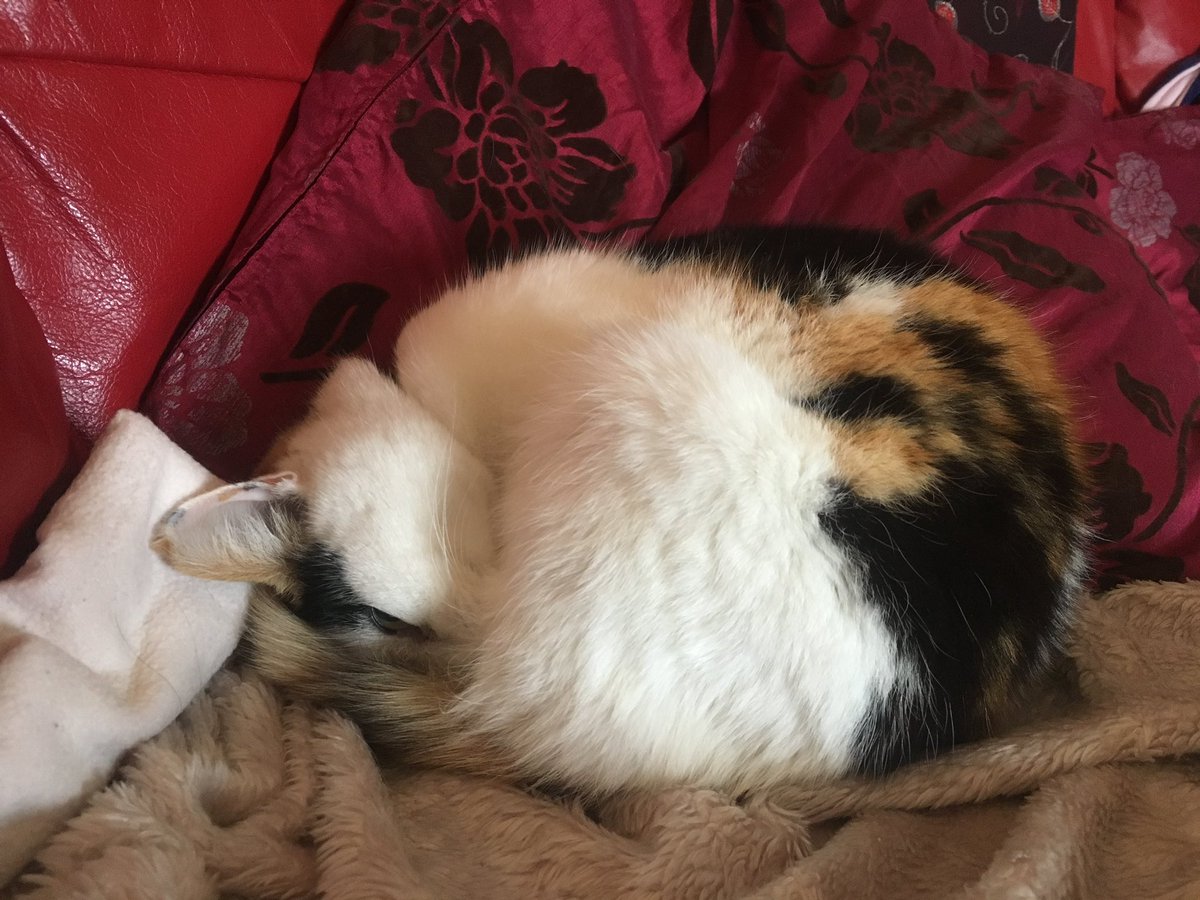 R.I.P my Baby Girl Tally - Queen Sheba!! You’ll be furever in my heart, we had a great 16 years together! You will be missed!! Love you lots x x x