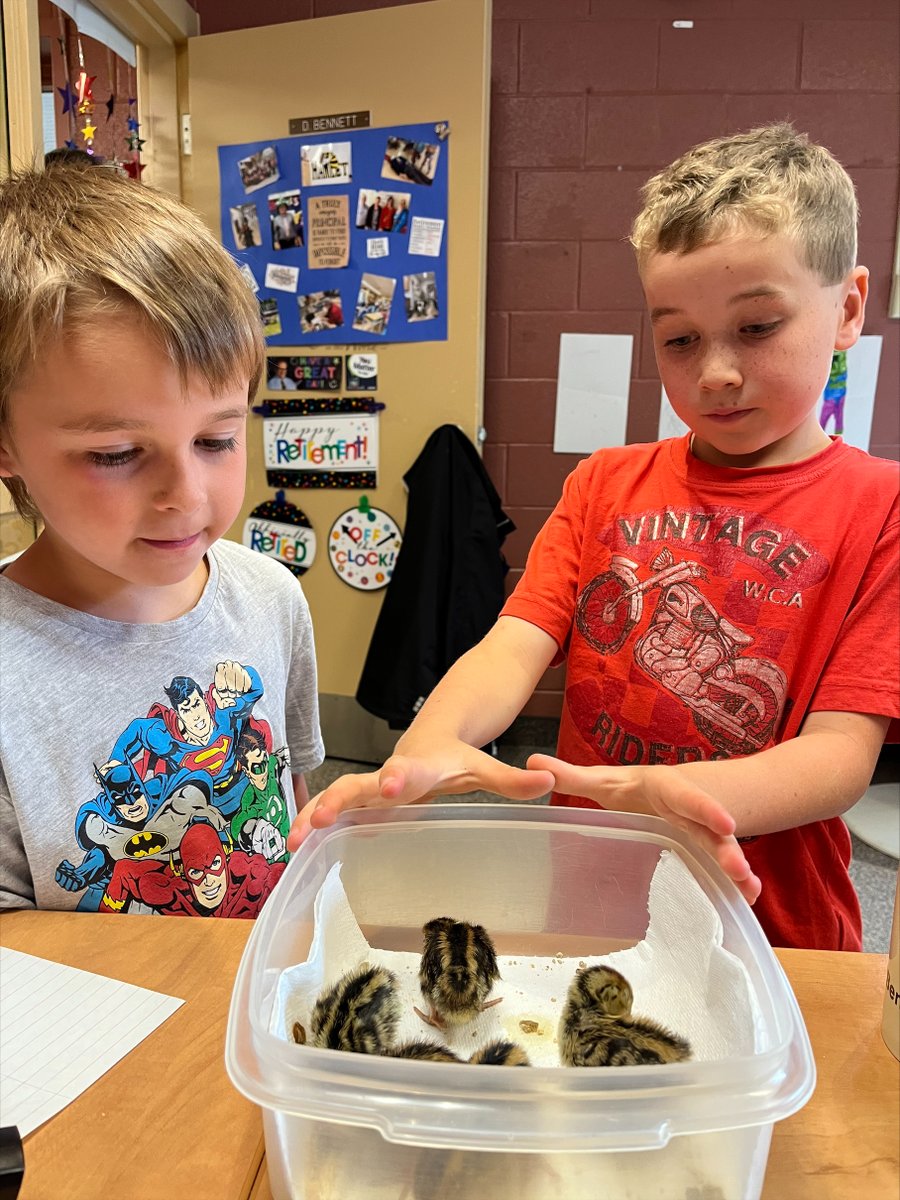 Hamlet Hornets tweet media