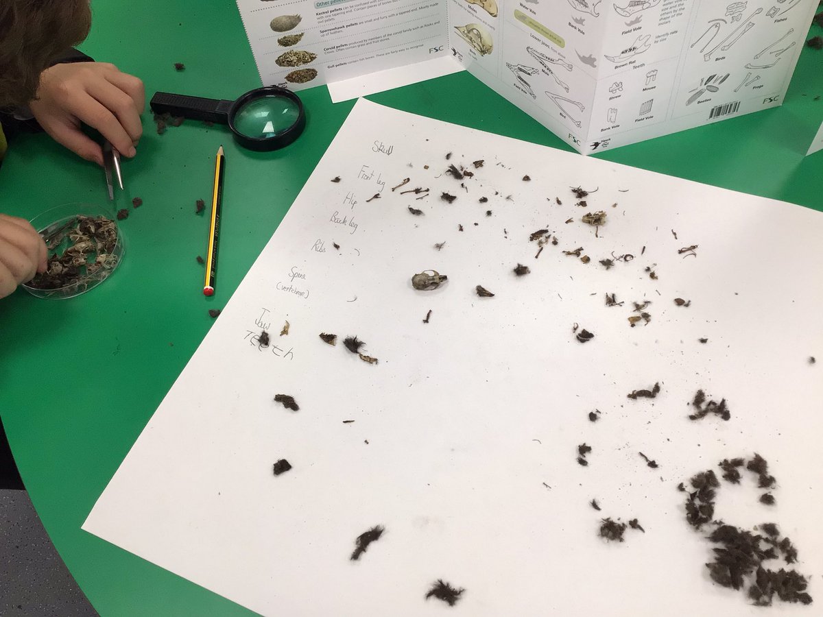 WPatemanscience's tweet photo. Year 4 continued their work on food chains by looking a little closer at a barn owl’s diet and dissecting owl pellets. The consensus seemed to be that this was the best lesson this year! Thanks to theJersey Barn Owl Trust for their support. https://t.co/02aYTbb1RV