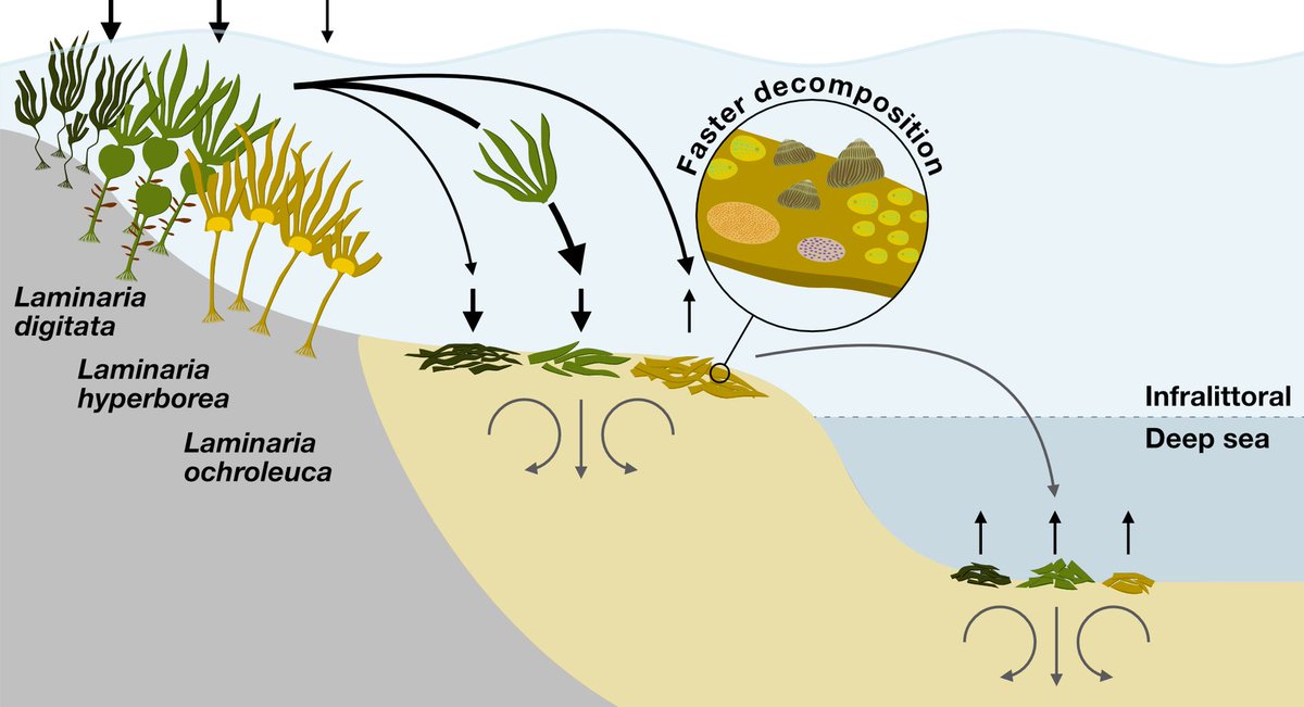 Global Change Biology tweet media