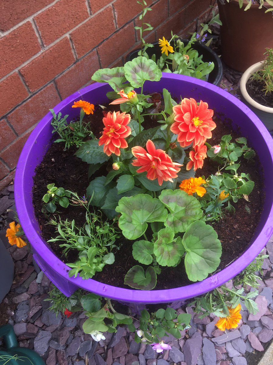 PaulaWarrener's tweet photo. Supporting Yr 2’s science this week.
Today Barn Owls created an amazing Pollinator’s dustbin. This can be seen in our front garden. @FourfieldsSc @RHSSchools @SustainablePECT @ZephaniahLindo https://t.co/gkeGr9MfVc