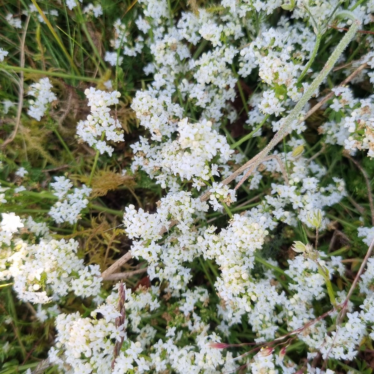 BFTWildlife's tweet photo. Bird surveys arent always about birds. 

A few photos from #Selkirk today while out recording birds 

@30DaysWild #NaturePhotography #wildlife #butterflies #nature https://t.co/gzymjCAtG1