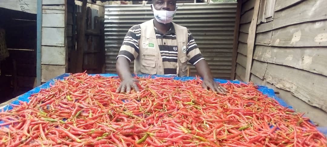 Dans le cadre du projet soutenue par <a href="/WHH_DRC/">WHH DR Congo - Welthungerhilfe</a> en partenariat avec <a href="/BDRint_RDC/">BDRint-RDCongo</a> pour la lutte contre la pauvreté, voici les productions de piments par les associations dans la zone de santé de Minova. @ULangkamp <a href="/g_asobee/">ASOBEE Georges</a> <a href="/PamCongo/">WFP Congo - PAM</a>