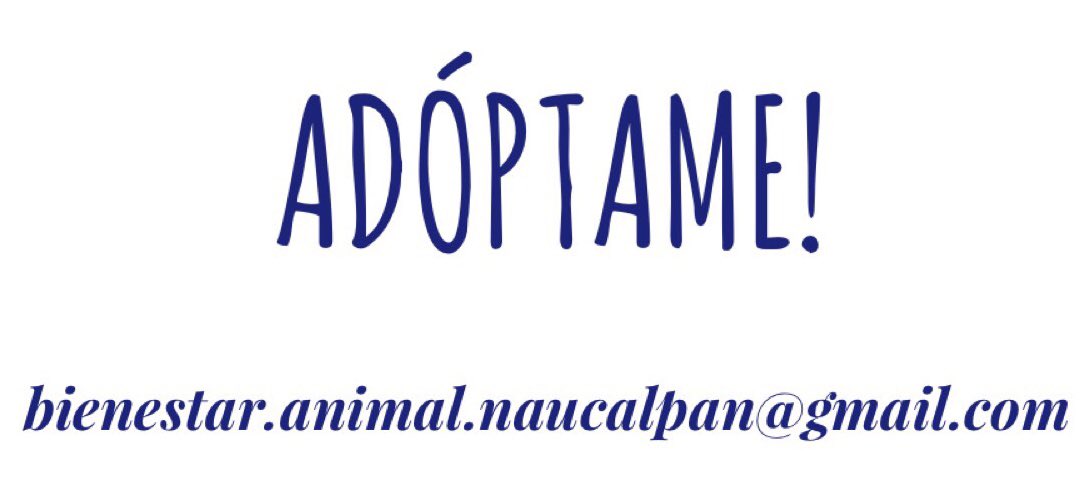 AdoptameNaucal1's tweet photo. Empezamos la semana con la actitud de que 1 familia los va a adoptar! vacunados desparasitados y esterilizados RT RT! @FansDeMiyagi @UribeMerle @gabrielguerrac @EmilioLarrosa @clauedwards1 @AmoresGarra @jav_riv  @videosymemess @blauemond @AnayanssiMoreno @rossanasanjuan https://t.co/gD5VWZPhJ1