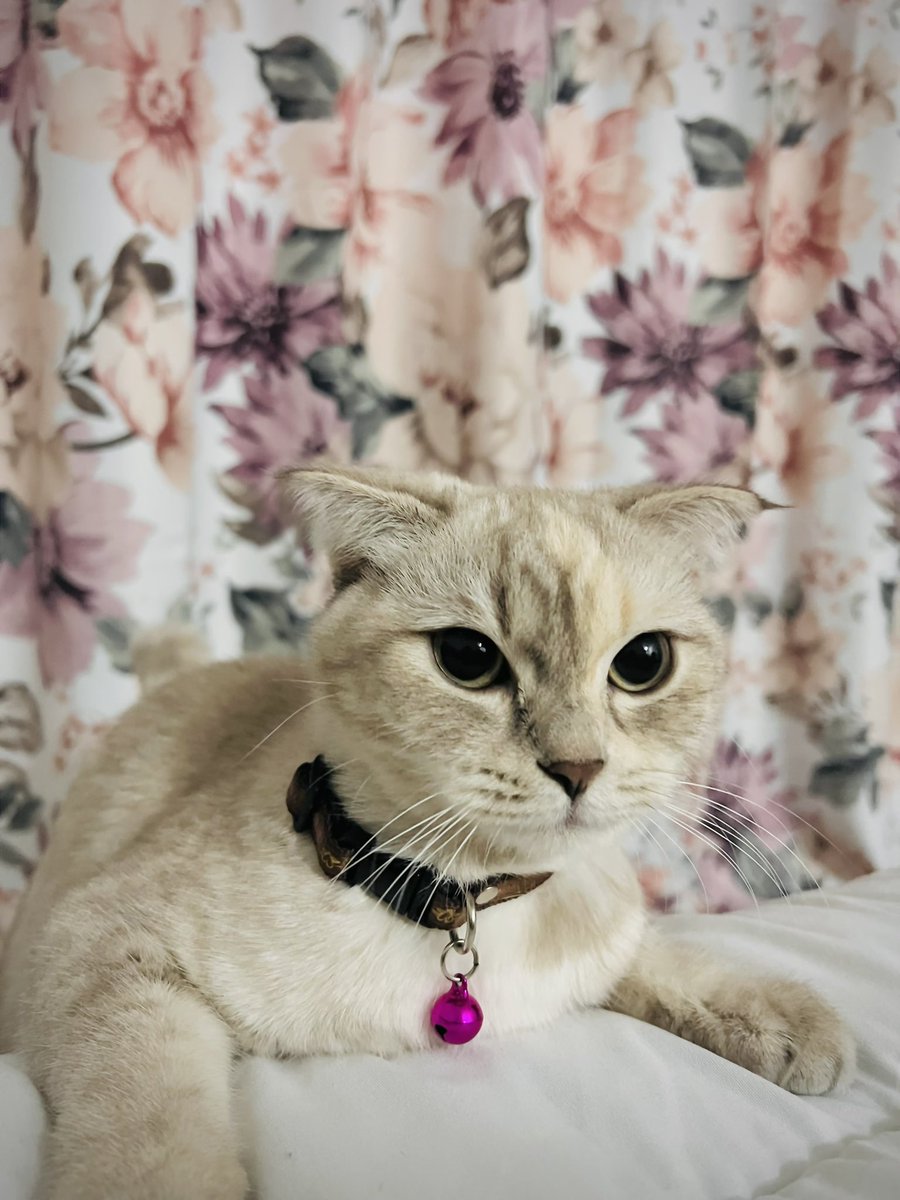 WNoorzakiah's tweet photo. @AminTakaful @aruhieda @adibahnoor Dia ni boleh tak jadi menantu kucing awak 🤣 https://t.co/soQQ3oogf0