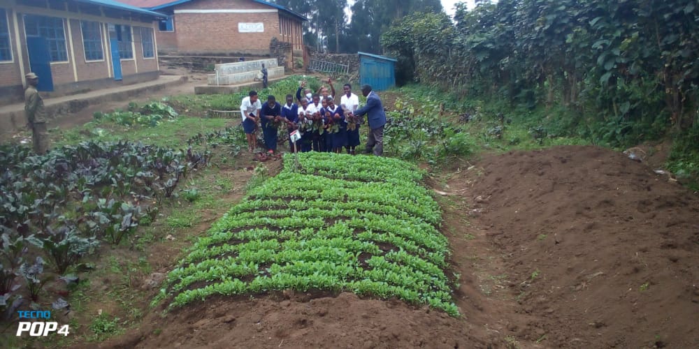 Today in Groupe Scholaire #Rwankeri in @NyabihuDistrict Students harvested 56 Kgs of #Beetroot from the school garden. This is to improve school performance & reduce feeding-related expenditure , as part of @36Tesf outcomes @TransformingESF @jhaganza @GER_Global #RwOT