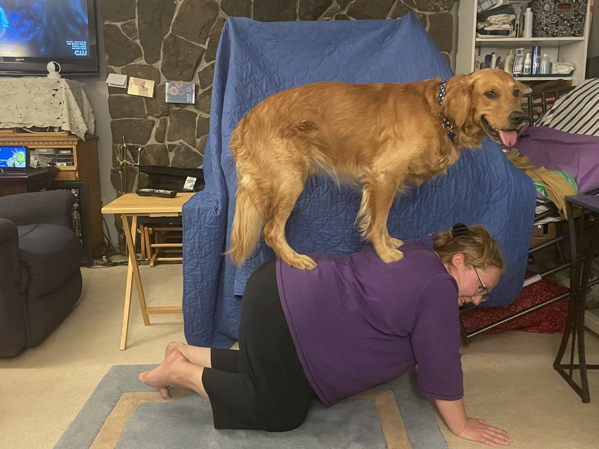 Battaboo's tweet photo. Inhale 1…2…3…Exhale 1…2…3…Is this how to do the downward dog pose? Day 20 doga or dog yoga 🧘‍♀️ #GoldenRetrievers #PhotoChallenge2022June #yogaday2022 https://t.co/7xTvEtElOO