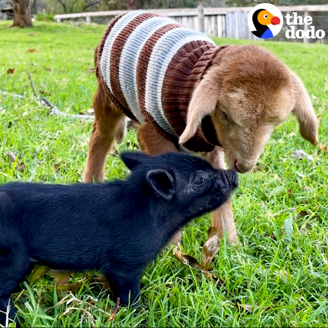 Tim Rayborn on Twitter "Pig and sheep are friends."