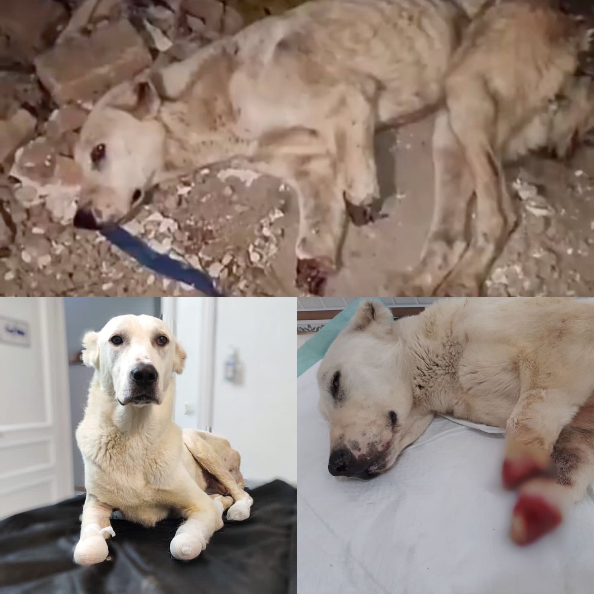 This is Iran ... We found him in a situation that his hands were terribly amputated by a person !!!
Hand prosthesis is the best way for him and we do our best for that...

#AnimalRights #dogsoftwitter #dogs #NFT #opensea
