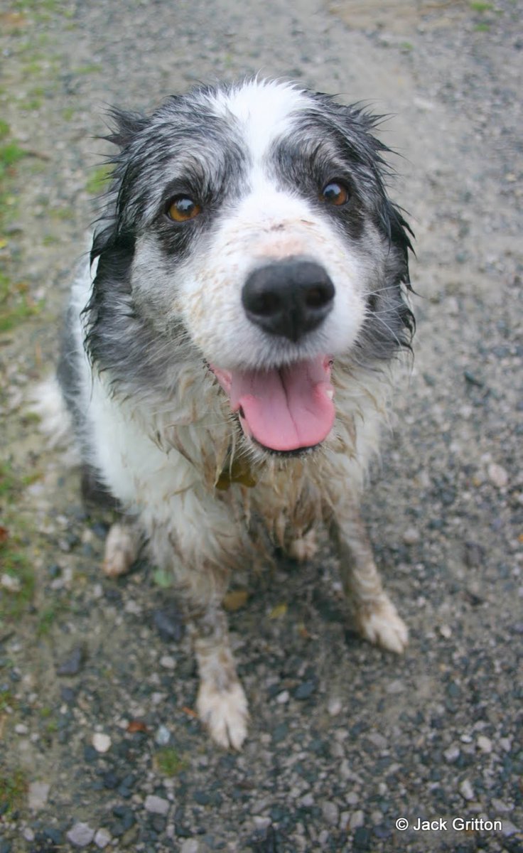 JonHGritton's tweet photo. @StephenKing Has Molly some Collie in her? https://t.co/1VJ5okodG2