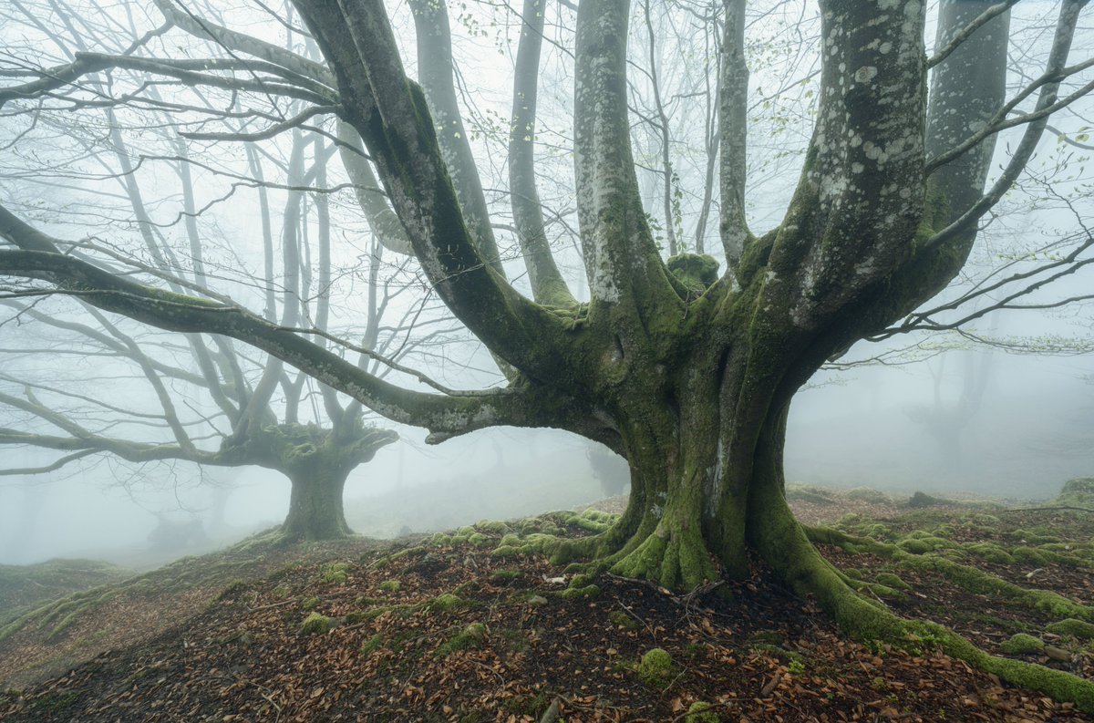 chamallex's tweet photo. "magical trees"
#landscapephotography #treesome #forest #fog #Ethereum #FoundationNFT #foundationapp #photooftheday #photography https://t.co/gyBwNeIQFR