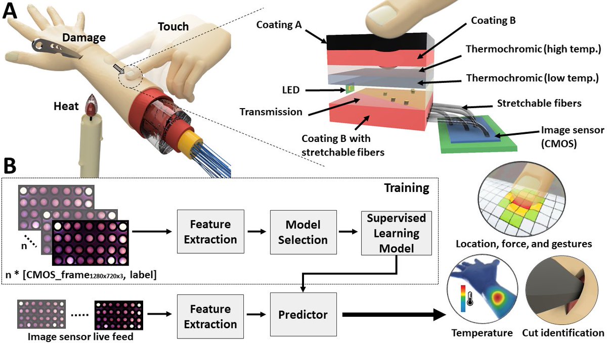ScienceMagazine's tweet photo. A new artificial skin uses optical sensing to detect physical signals such as warmth by monitoring the color of light that permeates through its layers. https://t.co/Tj7wORpwN3 @SciRobotics https://t.co/4WUpfD377W