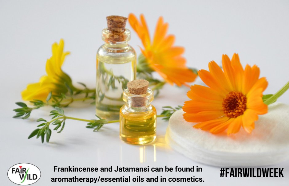 fairwild's tweet photo. Have you found any of these ingredients in your homes? Have a look at the Wild Dozen through the link below and if you find any in your products, tag us and use #IFoundWild!

https://t.co/CMt0FsqIgy #FairWildWeek https://t.co/gosGKLQKqV