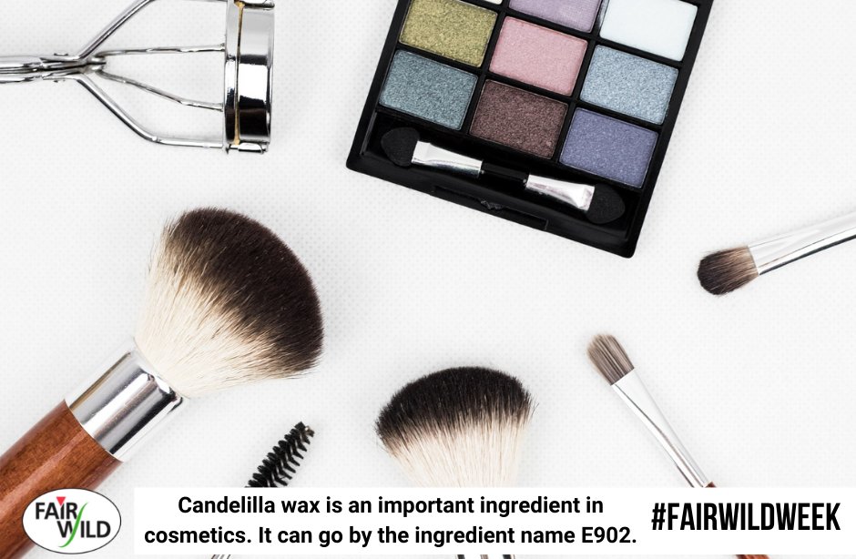 fairwild's tweet photo. Have you found any of these ingredients in your homes? Have a look at the Wild Dozen through the link below and if you find any in your products, tag us and use #IFoundWild!

https://t.co/CMt0FsqIgy #FairWildWeek https://t.co/gosGKLQKqV