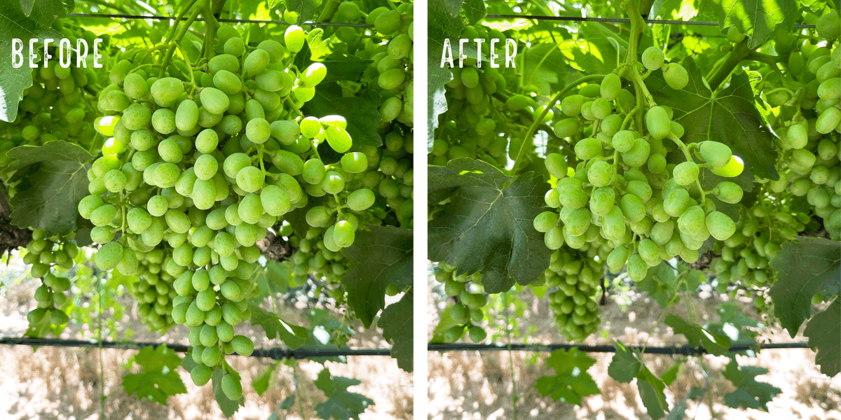 We are tipping and thinning clusters in our table grape vineyards. During this process, each grape cluster is inspected and clipped to reduce the density of berries and obtain a manageable overall bunch size.
.
.
#HMCfarms #grapesfromca #cagrown #stillfarming #agriculture
