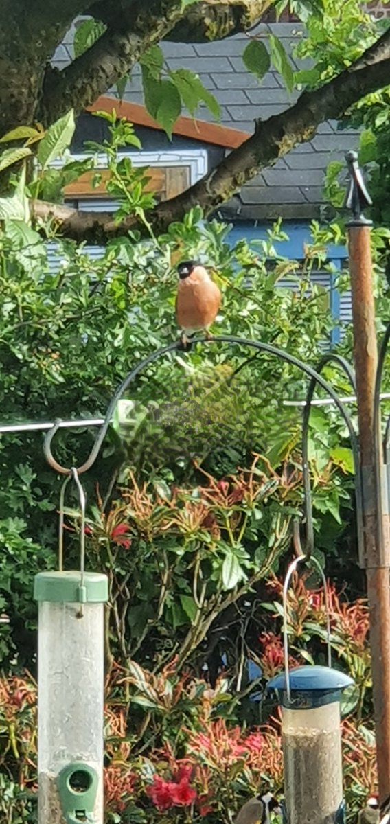Wullie_A_Um's tweet photo. @Natures_Voice Beautiful Bullfinch https://t.co/cSoUQVd8cp