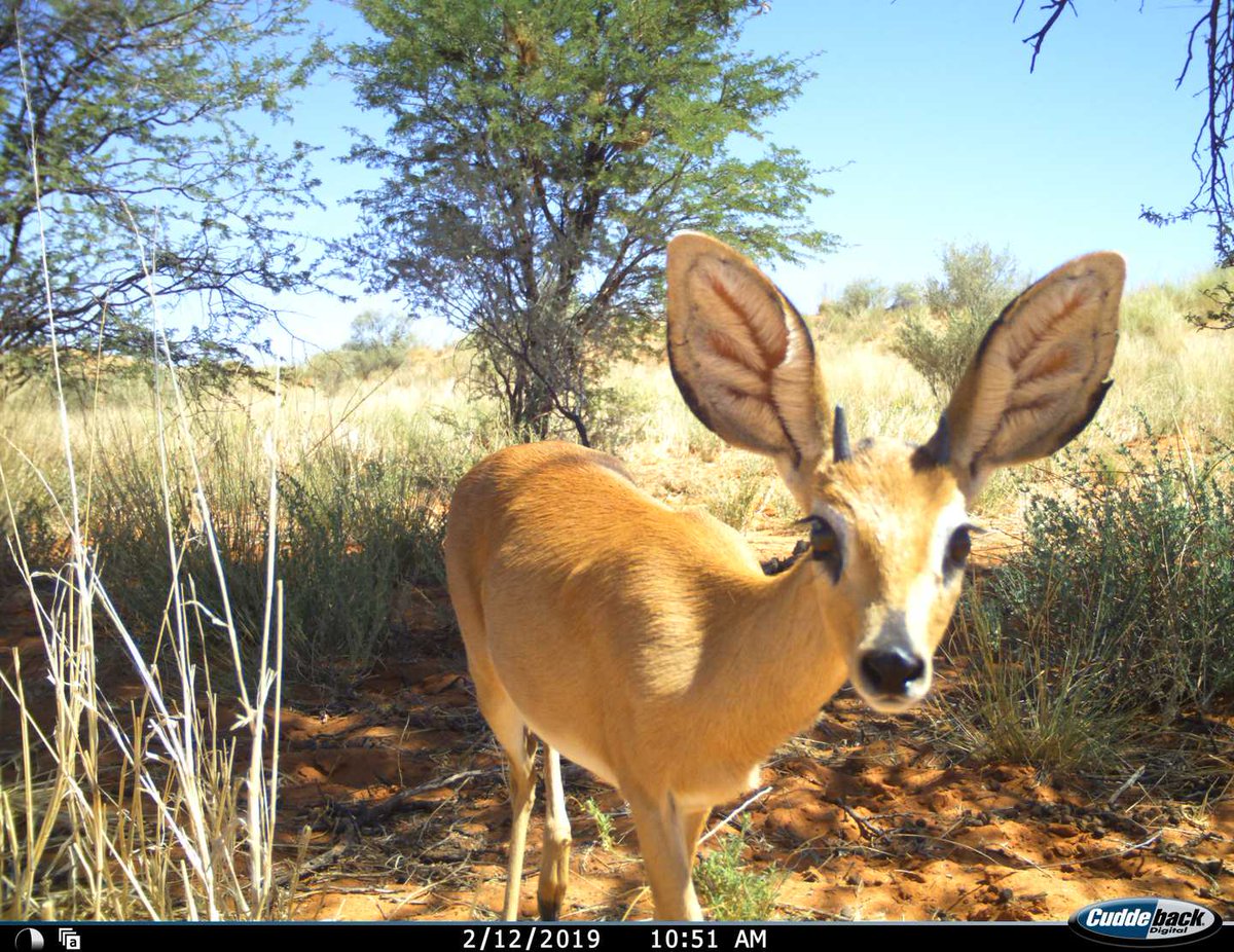 I'm thrilled to be presenting some of my PhD results as a poster at <a href="/ISEC_stats_ecol/">The International Statistical Ecology Conference</a>! I'll talk about inter-specific interactions inferred from camera trap data with Hawkes point process. Don't hesitate to come chat with me (virtually or in-person!) <a href="/LbbeLyon/">LBBELyon</a> <a href="/RehabsLab/">International Research Lab REHABS</a> #ISEC2022
