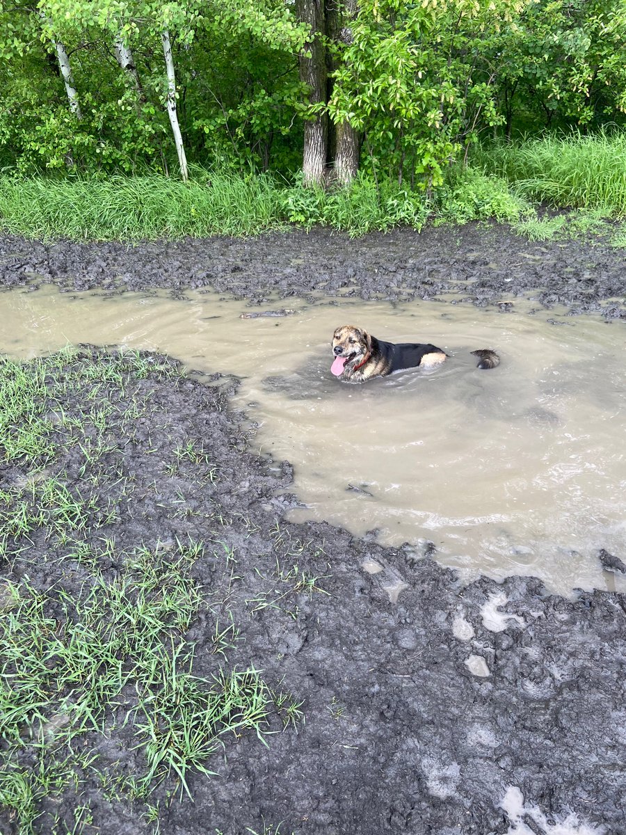 Look how proud Georgie was showing me he could swim! He got the hose clean up afterwards! My walking hose sit boarding doggie! So mischievous! Lol