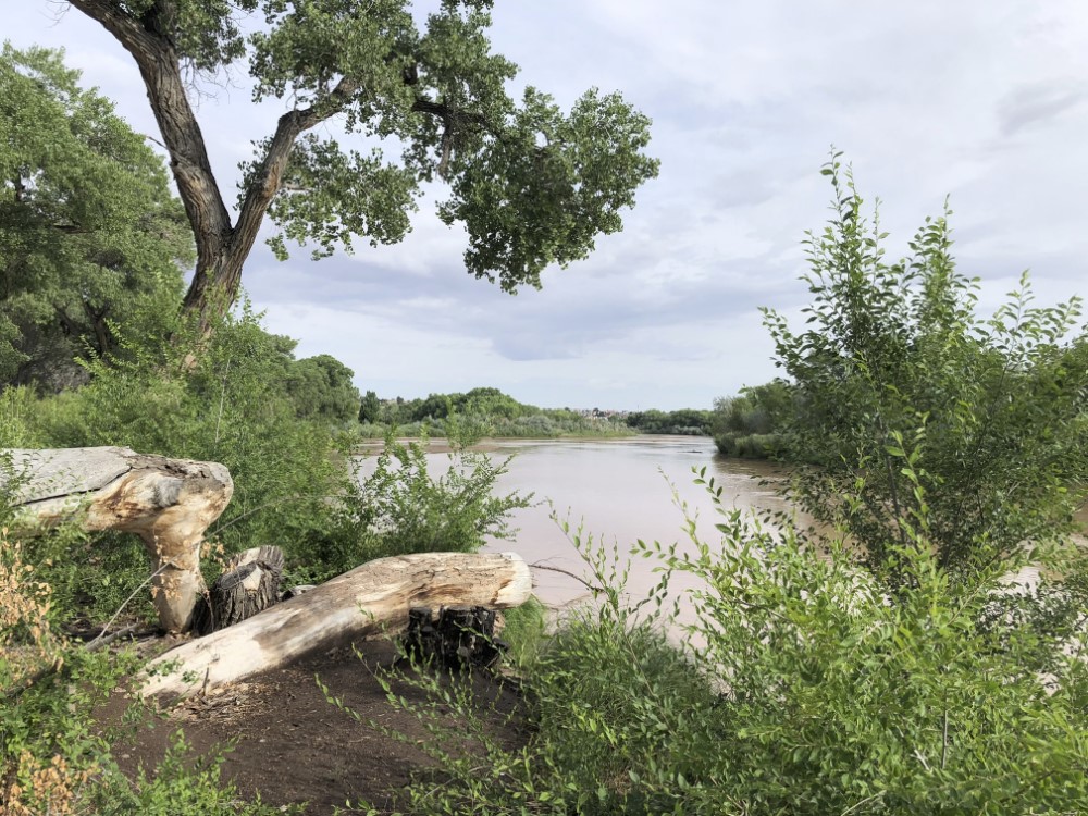 UNMwater's tweet photo. Albuquerque's dry spell ended at 78 days with Friday's monsoon onset. The Rio Grande bosque smelled verdant this morning. #nmwater https://t.co/fXBJ2SCiOj