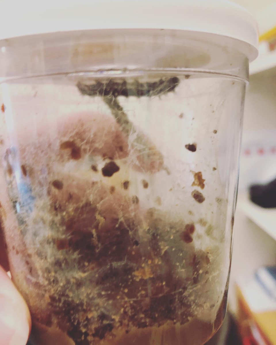 Cove Infant School tweet media