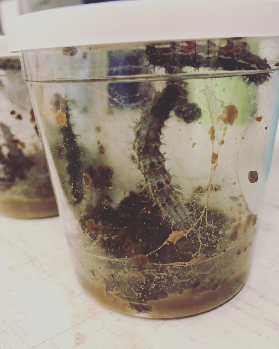 Cove Infant School tweet media