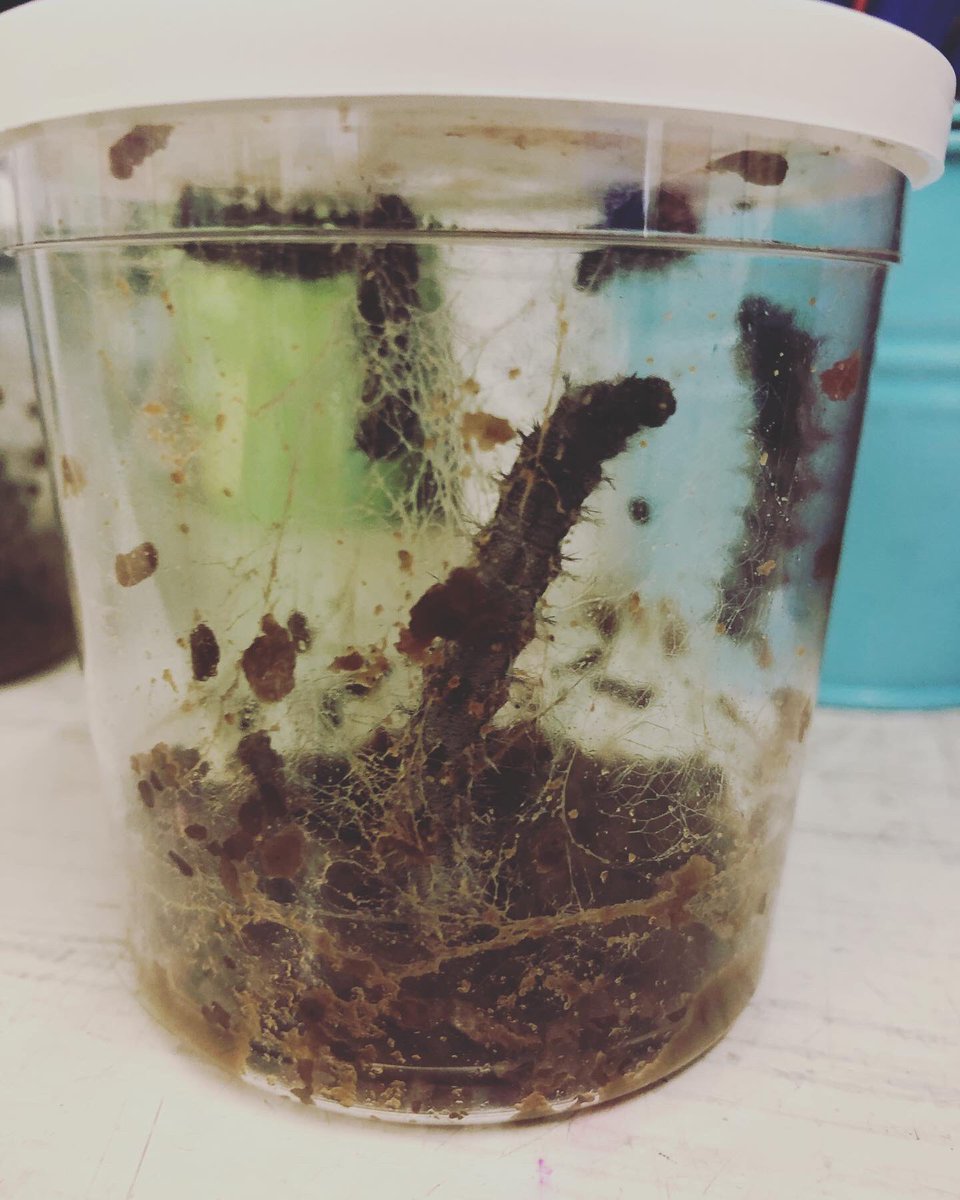 Cove Infant School tweet media