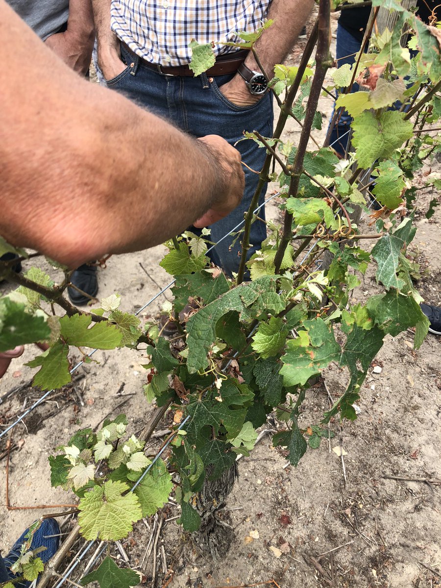 VouvrayGautier's tweet photo. Journée terrain en compagnie de Mme La préfère d’Indre et Loire pour constater et évaluer les dégâts des orages de grêlons de la semaine passée #fnsea37 #prefecture37 #departementindretloire #dep37 #FAV37 #vindeloire #cvvl https://t.co/9HmEDpAsRh