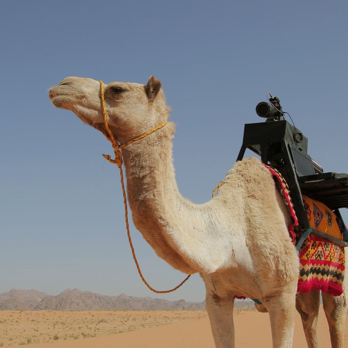 CamelcoinThe's tweet photo. The #CamelCoin aims to create and develop:
- A cryptocurrency (Camelcoin)
- Design its own blockchain network (#CameLink blockchain)
- A crypto all in one wallet (The HUMP)
- Recognition of camel products (Camelzone)
Together we win!
For more
👇👇👇
https://t.co/pW66kXcL2Y https://t.co/eije4Ei7Tw