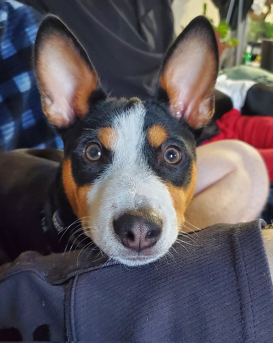 Crested Fiend tweet media