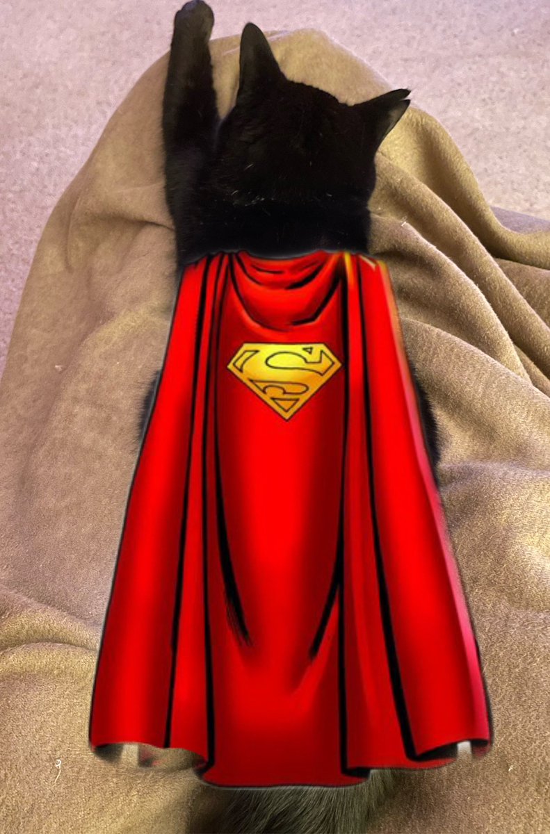 MunchPudding's tweet photo. @cat22t Never fear when #SuperMunch is here! Enjoy this lovely sunny evening Sally and Z&T! ☀️ 😻 https://t.co/eNdWW47ksd