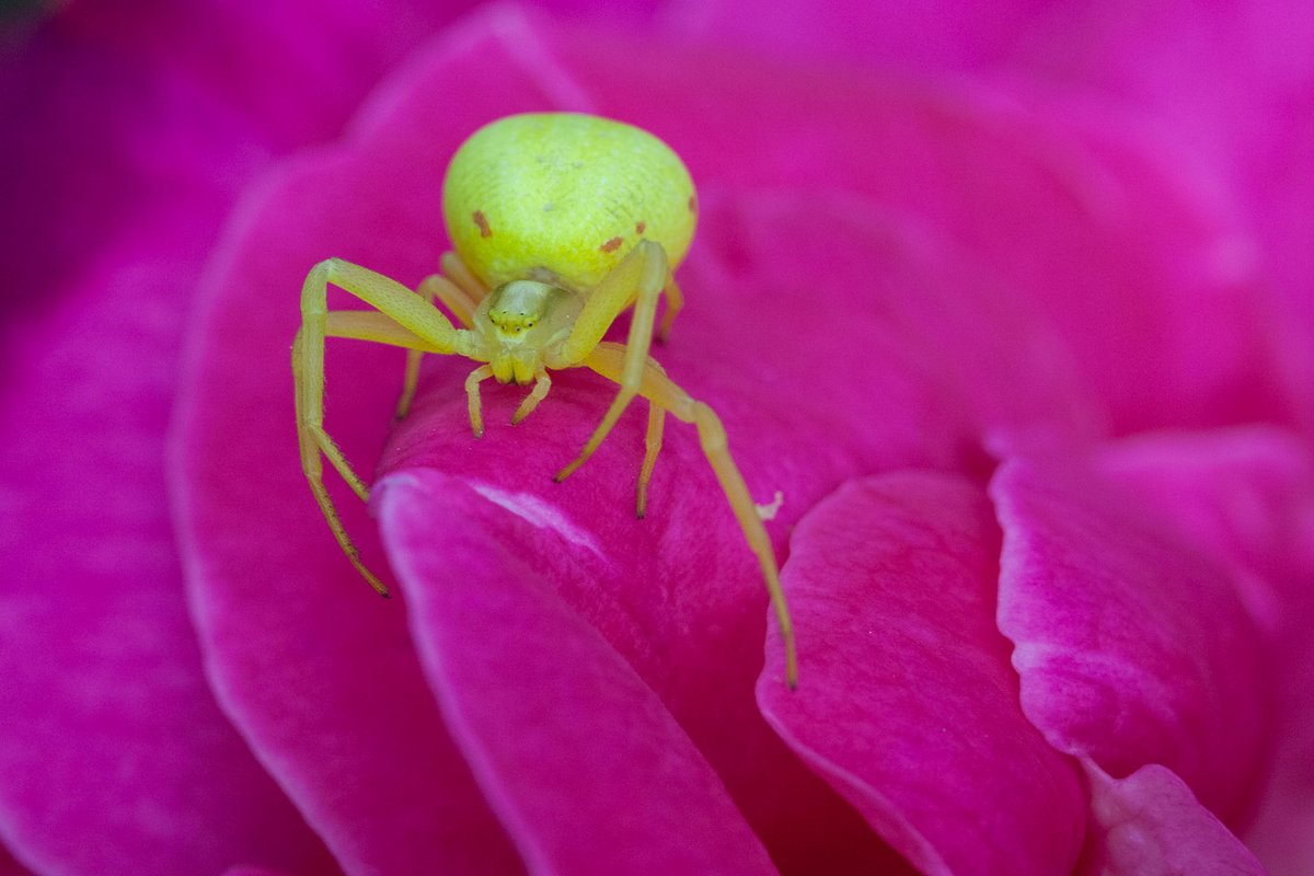 SlavenPP's tweet photo. Little green guy #spider #macrophotography https://t.co/TgChm6y2EN