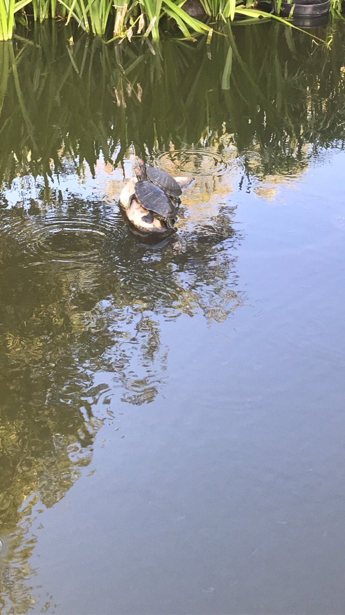 Hello friends! #turtlepond #CMDS2022 <a href="/cmds_online/">CMDS2024</a>