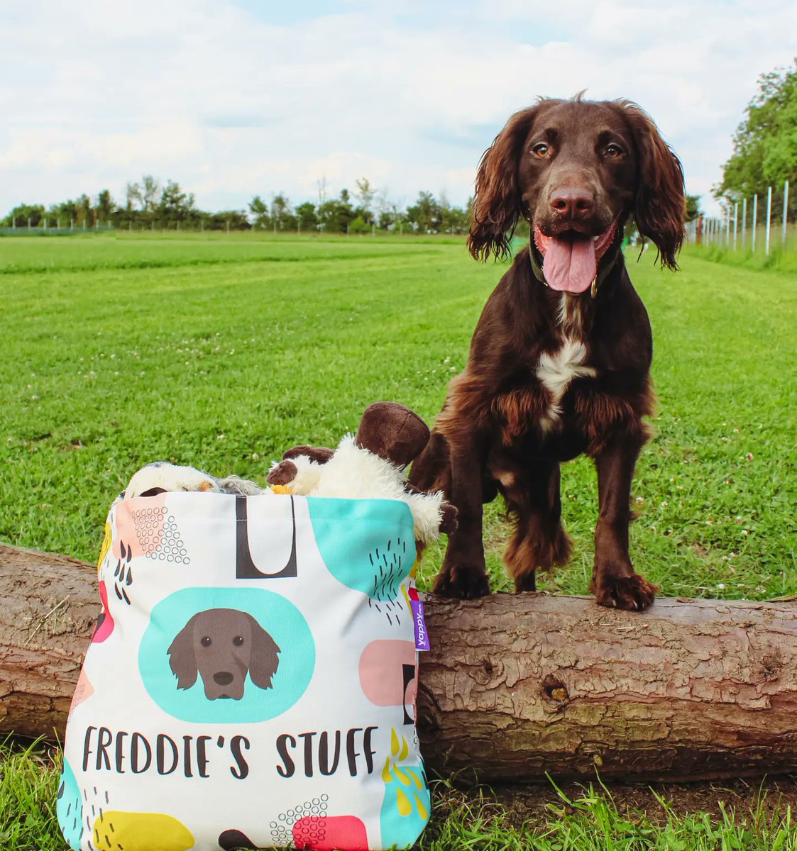 Freddie The Sprocker tweet media