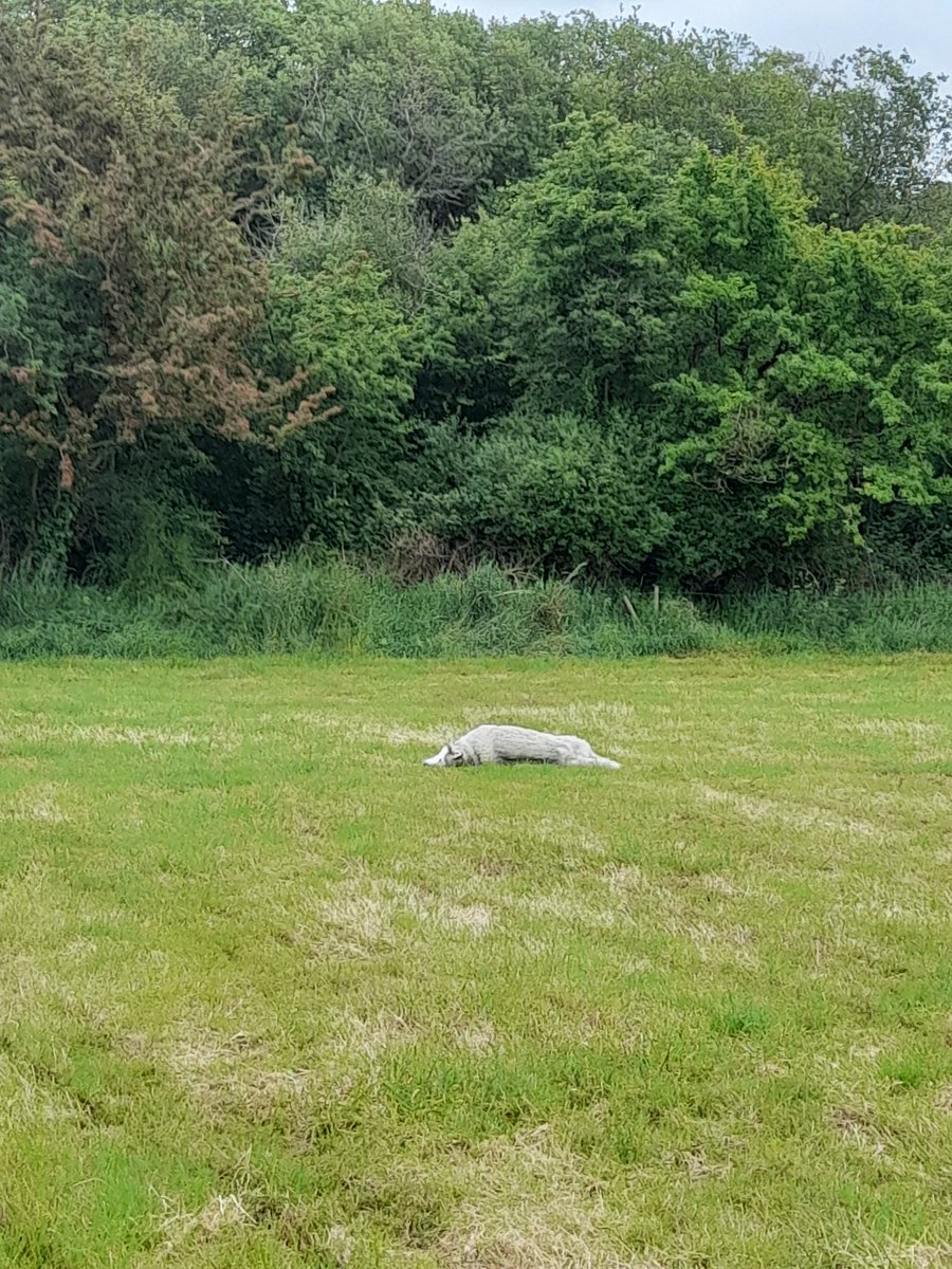 janeymcd23's tweet photo. @noladel13 @SJTHolland Tell me about it. Rio acts old and slow. We spotted a Vixen and her cub in the field and he legged it like Usain Bolt.. didn't get them but enjoyed the fruits. Me, not so much when we got home 🥺
Delighted with himself 🤣
#FoxShit
#Divas 🐾🐾 https://t.co/FYuFR2Jyy5