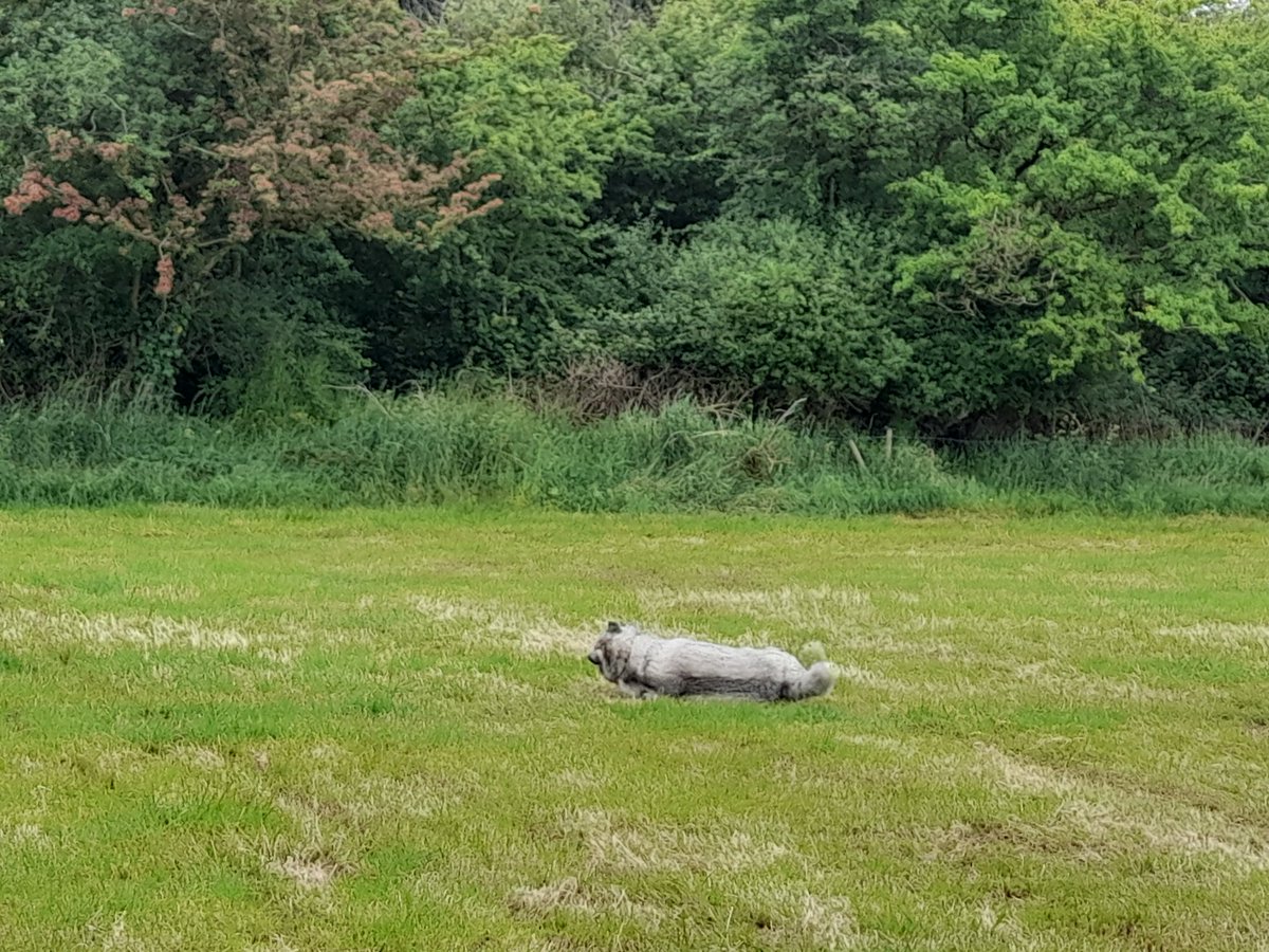 janeymcd23's tweet photo. @noladel13 @SJTHolland Tell me about it. Rio acts old and slow. We spotted a Vixen and her cub in the field and he legged it like Usain Bolt.. didn't get them but enjoyed the fruits. Me, not so much when we got home 🥺
Delighted with himself 🤣
#FoxShit
#Divas 🐾🐾 https://t.co/FYuFR2Jyy5