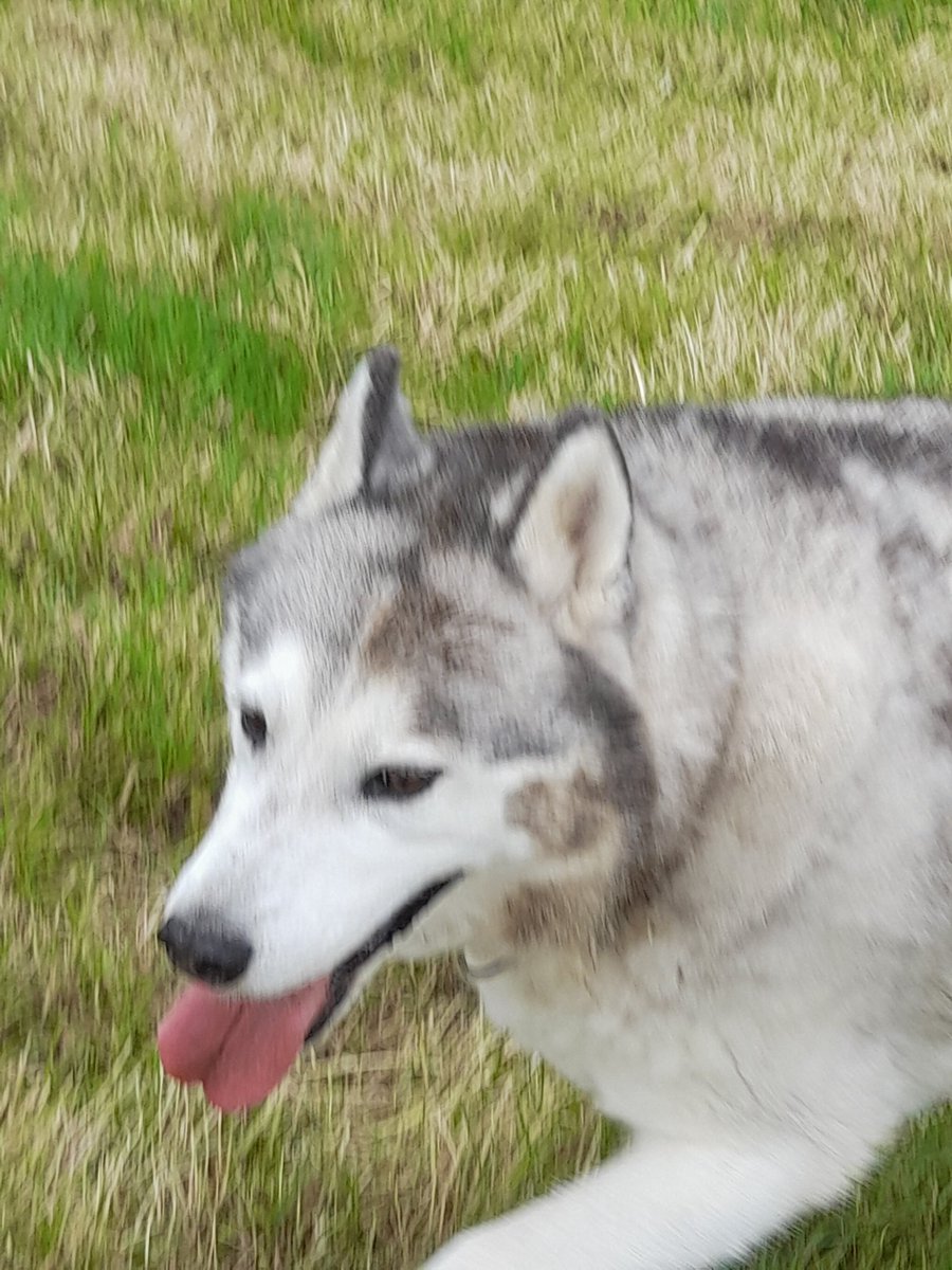 janeymcd23's tweet photo. @noladel13 @SJTHolland Tell me about it. Rio acts old and slow. We spotted a Vixen and her cub in the field and he legged it like Usain Bolt.. didn't get them but enjoyed the fruits. Me, not so much when we got home 🥺
Delighted with himself 🤣
#FoxShit
#Divas 🐾🐾 https://t.co/FYuFR2Jyy5