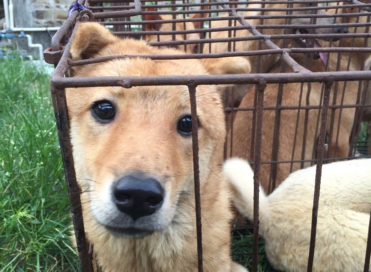 ATTENTION! The Dogs in China need your help!

Please go to notodogmeat.blog/end-yulin-fore… and post the premade tweets.

#NoToDogMeat