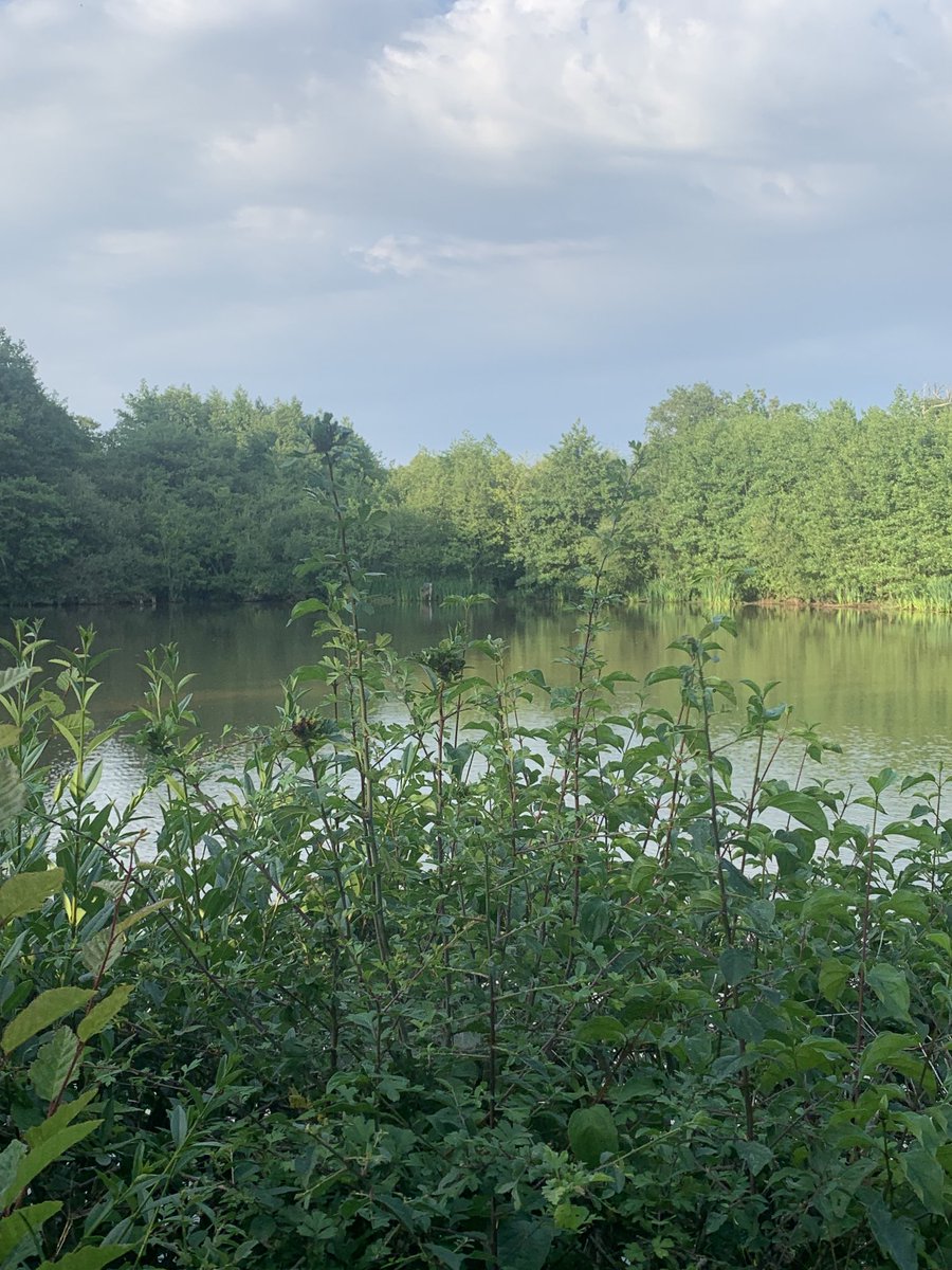 Entrefins58's tweet photo. Petit étang partage … histoire d’eau …#Teamcanards … Pour un shoot . Belle soirée #ChassePartage… qqpart en Poitou 🥰 https://t.co/tMSncrdXrP