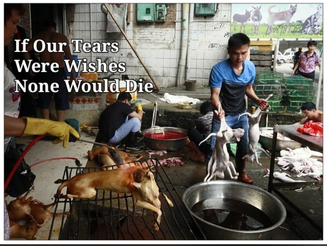 TaylorShone's tweet image. For the majority of us we will never understand how some 'humans' can inflict such horrendous savage cruelty, especially do it for a living, as many do in the CDMT!! As for Yulin, that's a total disgrace, a crime against Animals!!
#NoToDogMeat