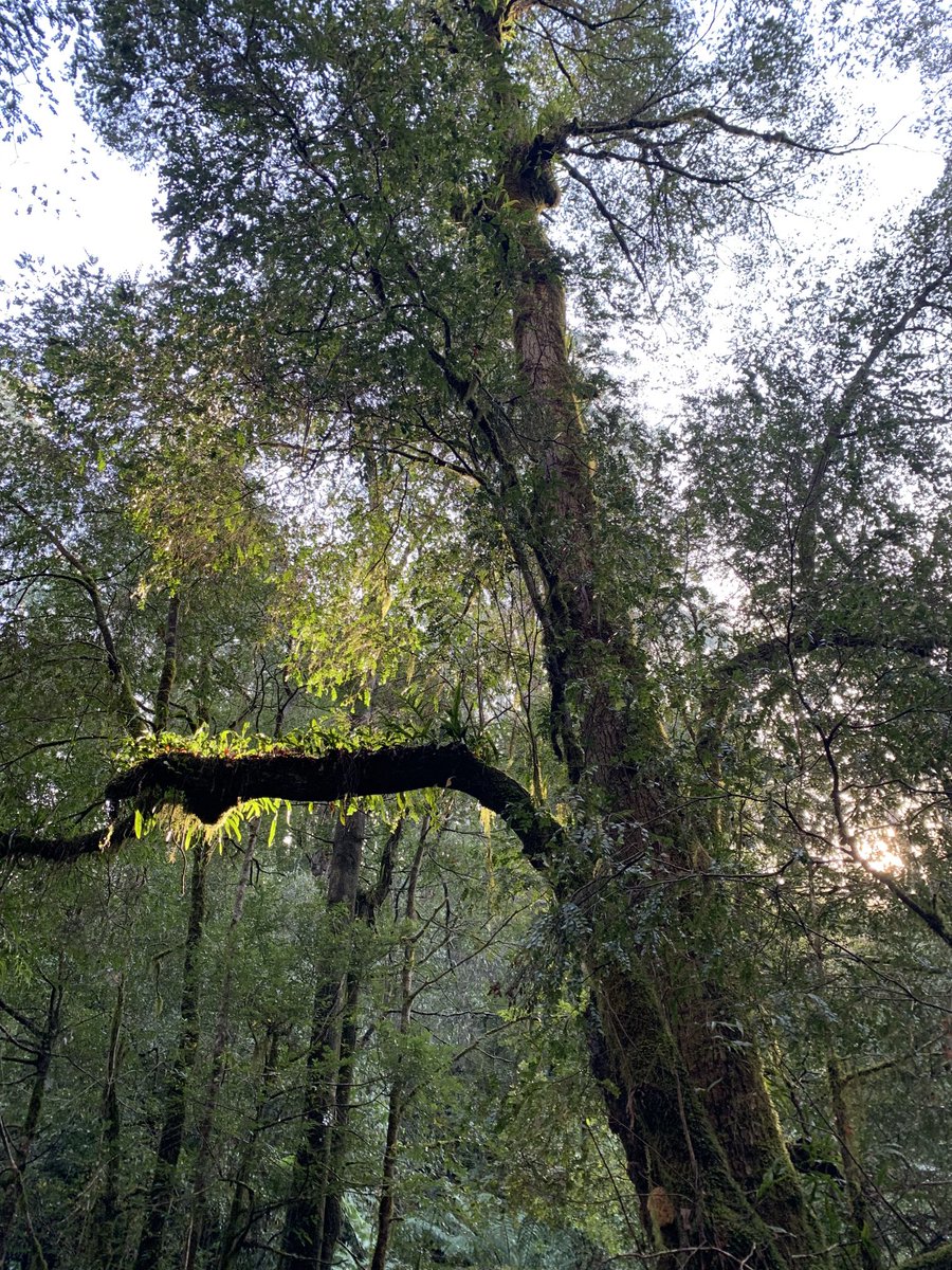 ninakillham's tweet image. Time to save the protesters who are trying to save the trees. Rally on Parliament steps today at 9:30 against harsh proposed anti-protester laws proposed by ⁦@DanielAndrewsMP⁩ #saveusall #stopnativeforestlogging