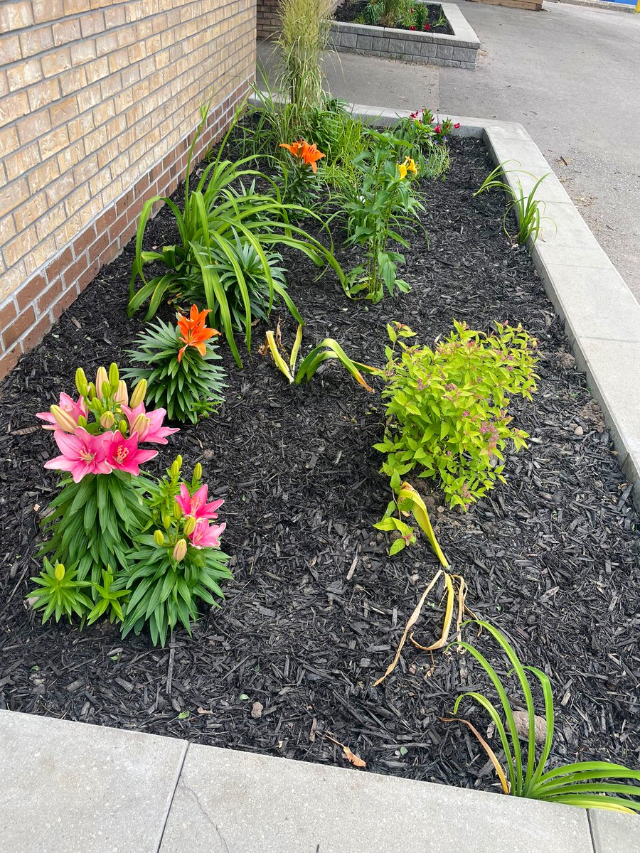 MadocDrive's tweet photo. Look at these beautiful blooms!!! https://t.co/JOM2lTrLxb