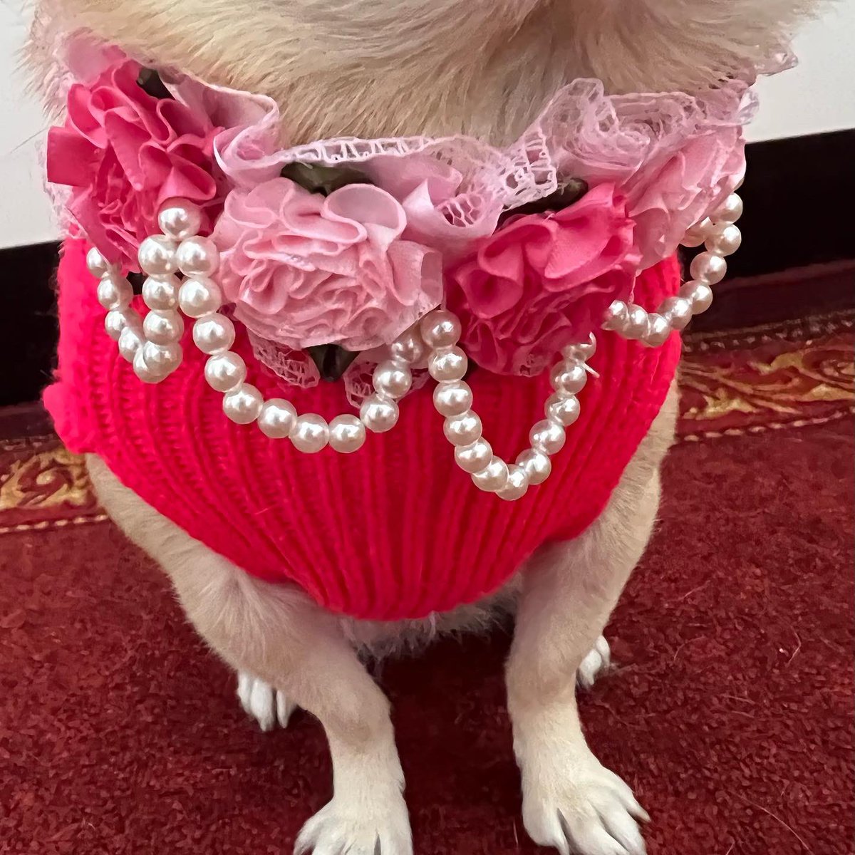 I absolutely love my new necklace🐾

#tinkerbellthepomchi  #pomchi #dogsoftwitter