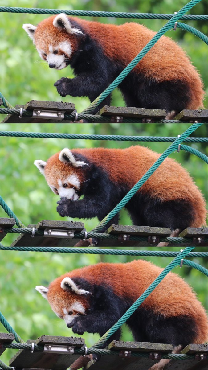 kikiaoi_11's tweet photo. レッサーパンダとシロクマ可愛すぎでしょ🤦‍♀️ https://t.co/1rW3lm00aT