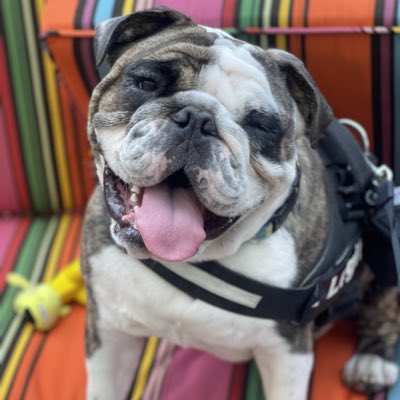 bulldog_ashur's tweet image. #NewProfilePic