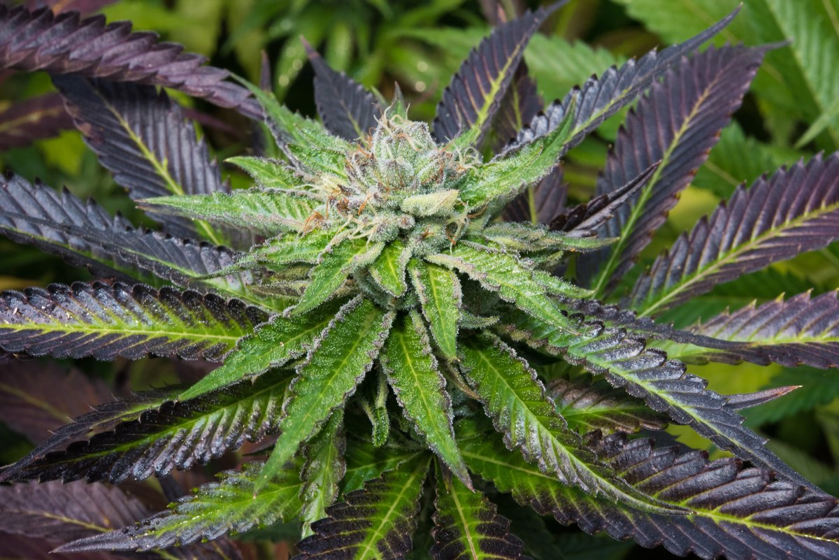Love a couch-locking strain for the end of your day? You'll want to pack a bowl of Grandma Anderson's Cookies. Not only is she one of the  most beautiful flowers we grow, her Mystery Kush x GSC genetics are perfect for those looking for a heavy #indica.💜🍁🐝#sungrown