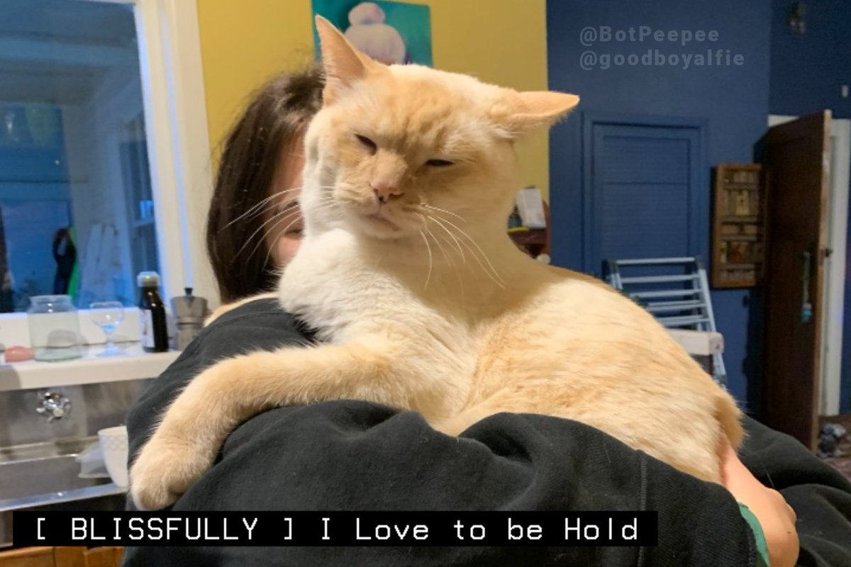 kitty captions! 🧡 tweet media