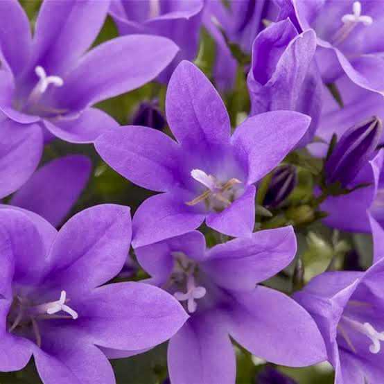 もも おはようございます 6 21誕生花 ベルフラワー 花言葉 大切な人 別名オトメギキョウ 茎が横に伸びて株を増やす多年草 株が見えない程小さな花が斜め上を向いて集まって咲のが特徴です 花色や形が桔梗に似ていて 草丈や花が小さいことから乙女