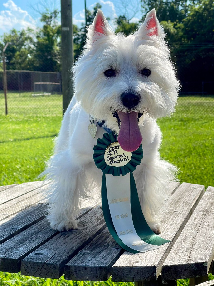 I’m best in at home squirrel pawtrol!! #HomeDepot #BestAtHomeContest #DogsofTwitter #DogsOnTwitter #Dogs #WestminsterDogShow #ZSHQ @HomeDepot @WKCDOGS