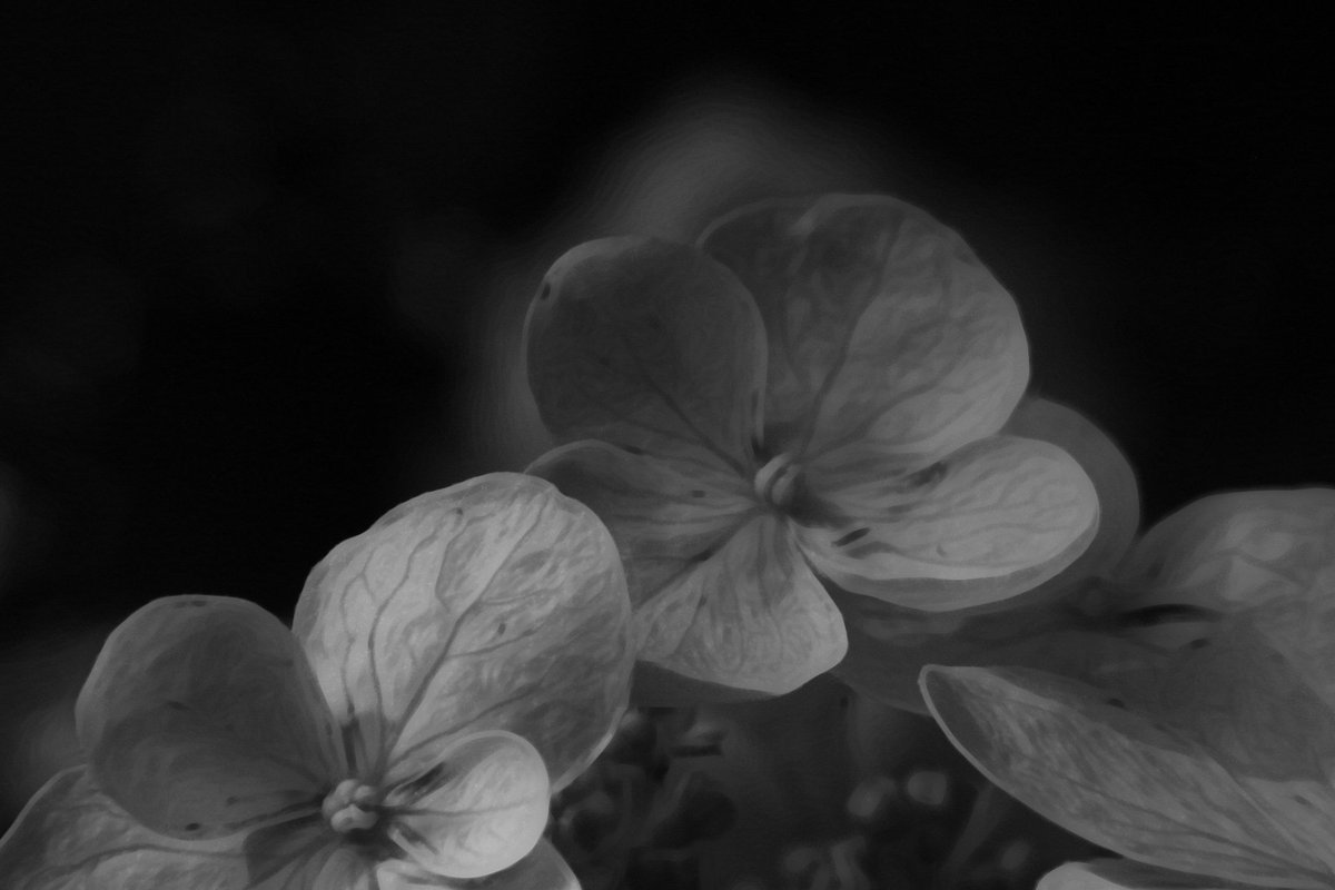 britchure611's tweet photo. @BraydenCreation Just one of a few from this hydrangea bush. #macrophotography #Flowers #flowerphotography #bnwphotography https://t.co/s7wKYgSaW5